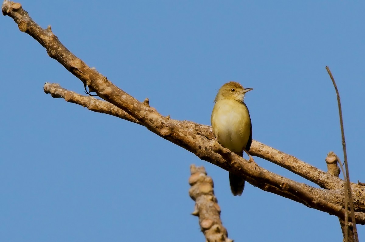 Dorst's Cisticola - ML579142901