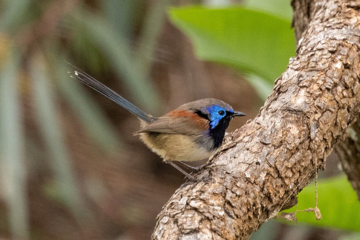 Purple-backed Fairywren - ML579143691