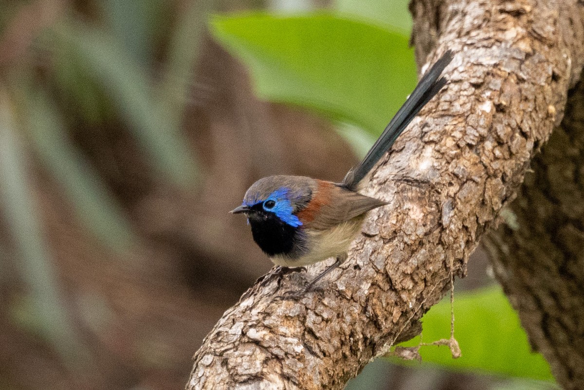 Purple-backed Fairywren - Richard and Margaret Alcorn