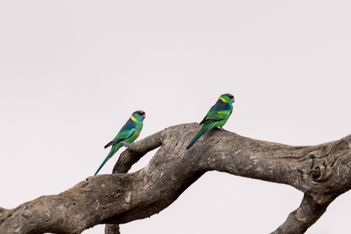 Australian Ringneck - ML579144581