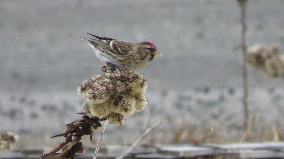 Common Redpoll - John Gaglione