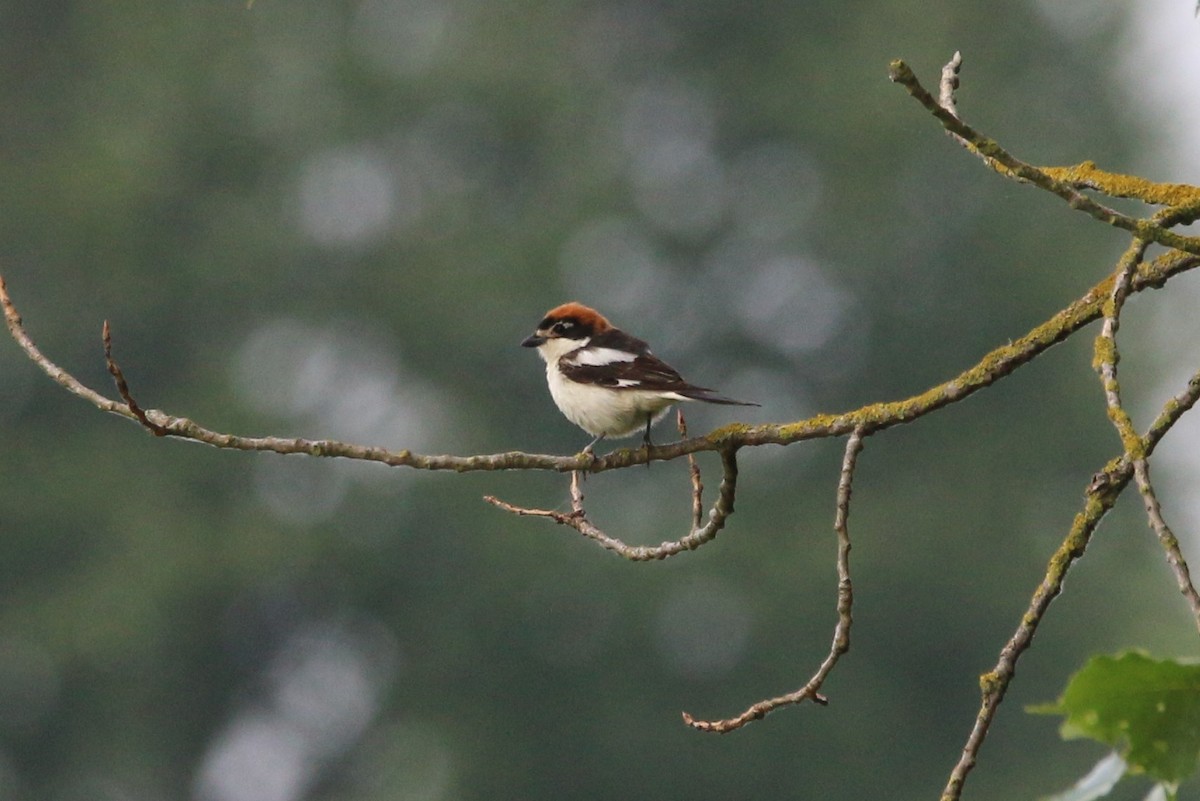 Woodchat Shrike - ML579145451