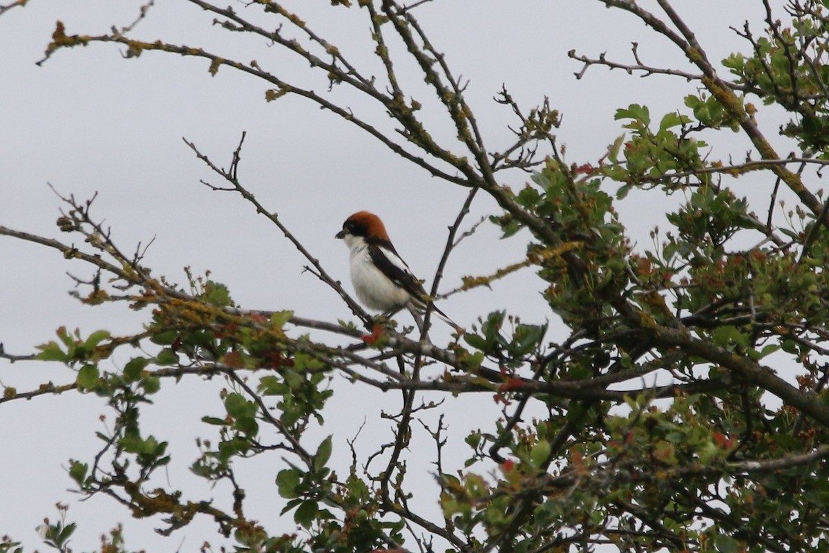 Woodchat Shrike - ML579145461