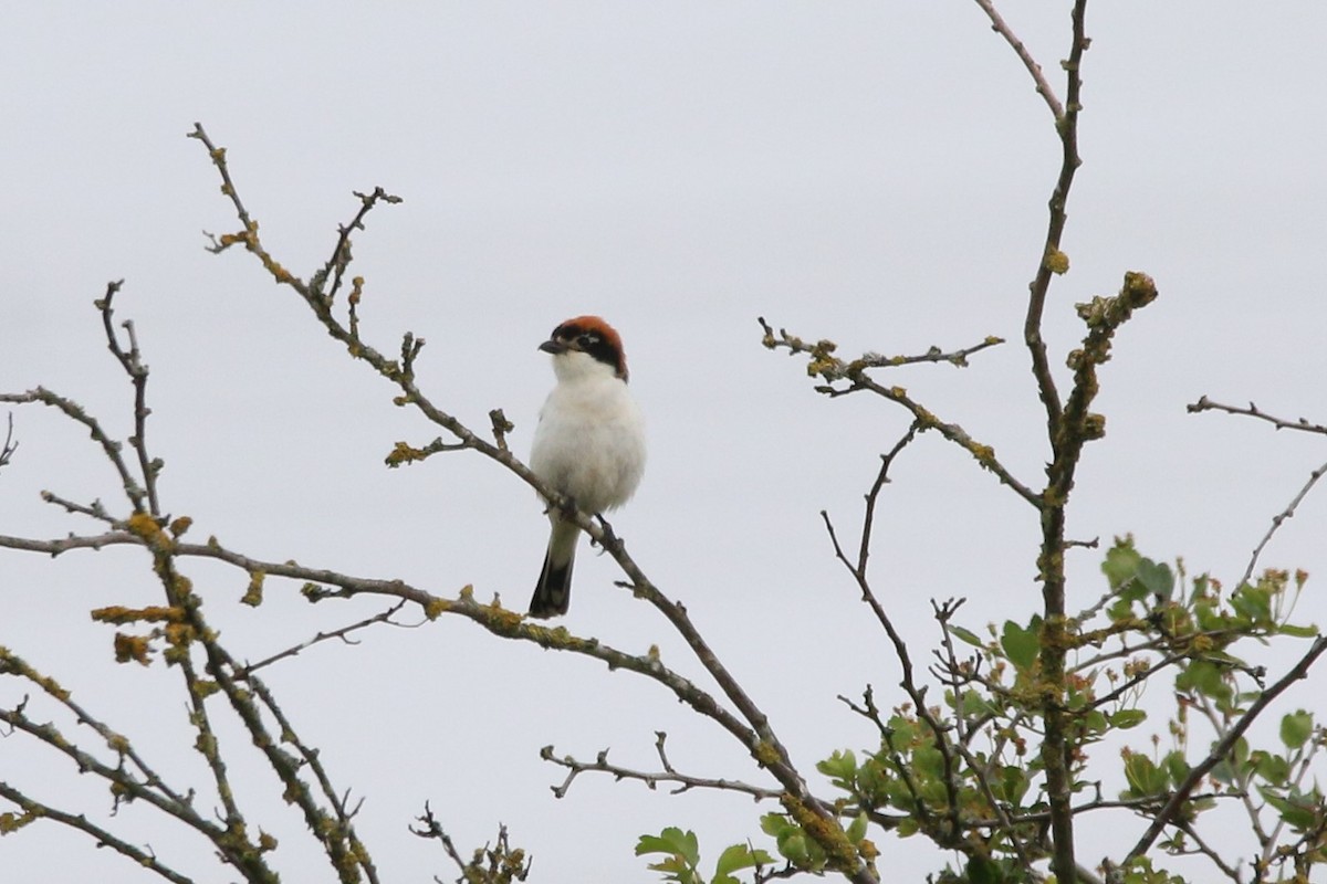 Woodchat Shrike - ML579145471