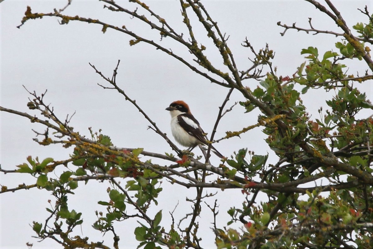 Woodchat Shrike - ML579145481