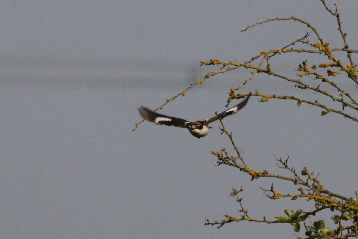 Woodchat Shrike - ML579145491