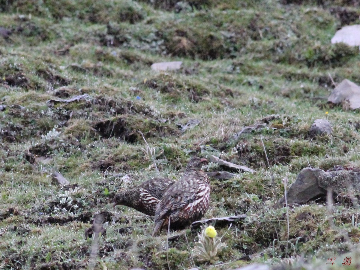 Snow Partridge - ML579146941