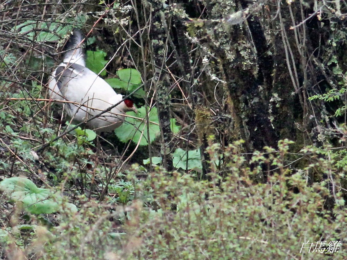 White Eared-Pheasant - ML579147071