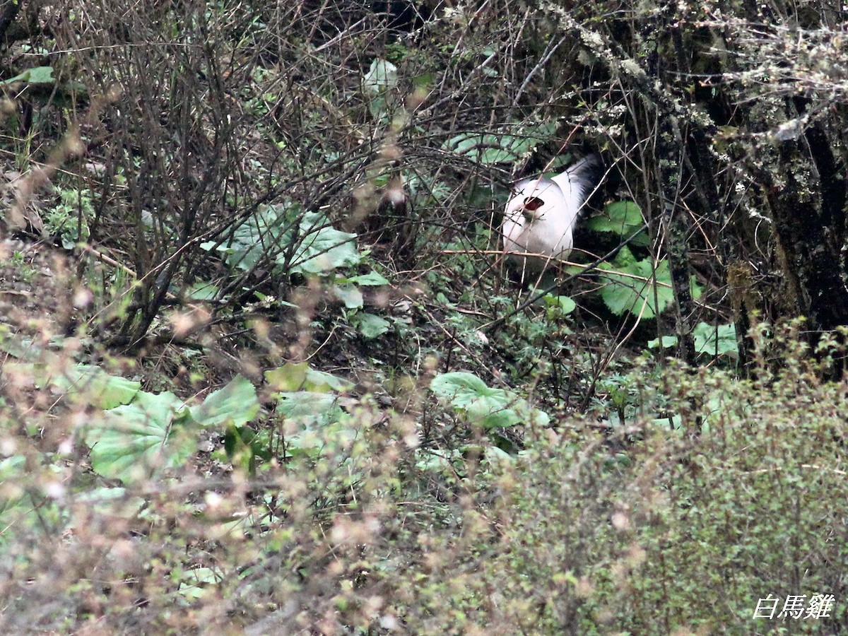 White Eared-Pheasant - ML579147081