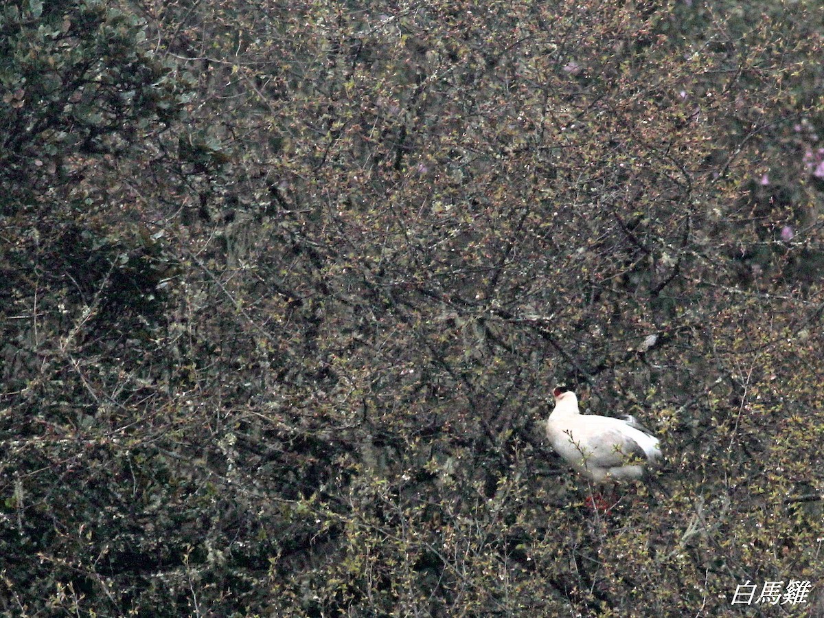 Белый ушастый фазан - ML579147091