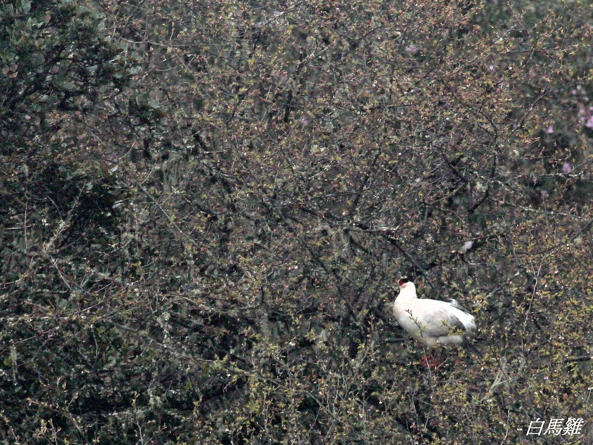 Faisán Orejudo Blanco - ML579147091