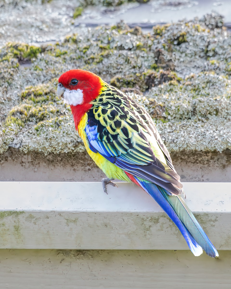 Eastern Rosella - ML579148761