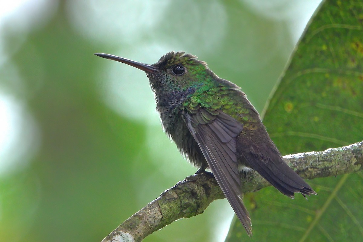 Blue-chested Hummingbird - ML579149211