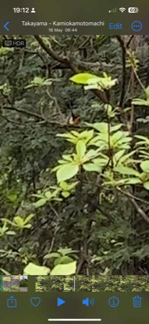 黃眉黃鶲 - ML579149621