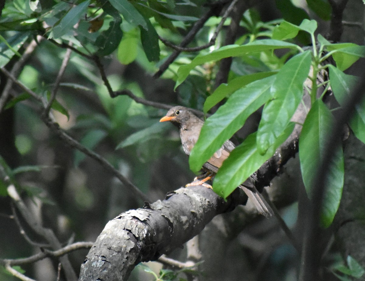 Gray-winged Blackbird - ML579150151