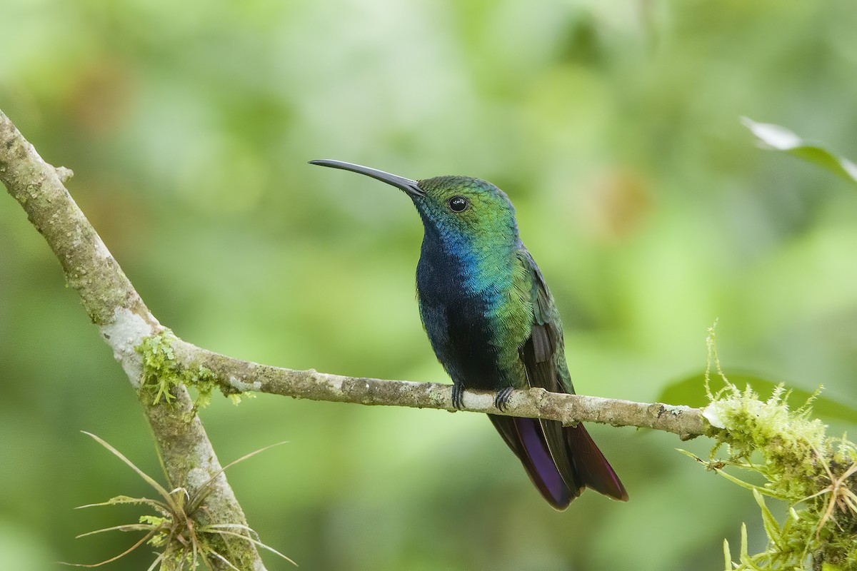 Black-throated Mango (Ecuadorian) - ML579150281