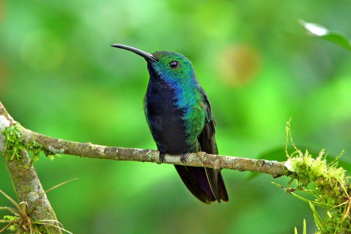 Black-throated Mango (Ecuadorian) - ML579150291