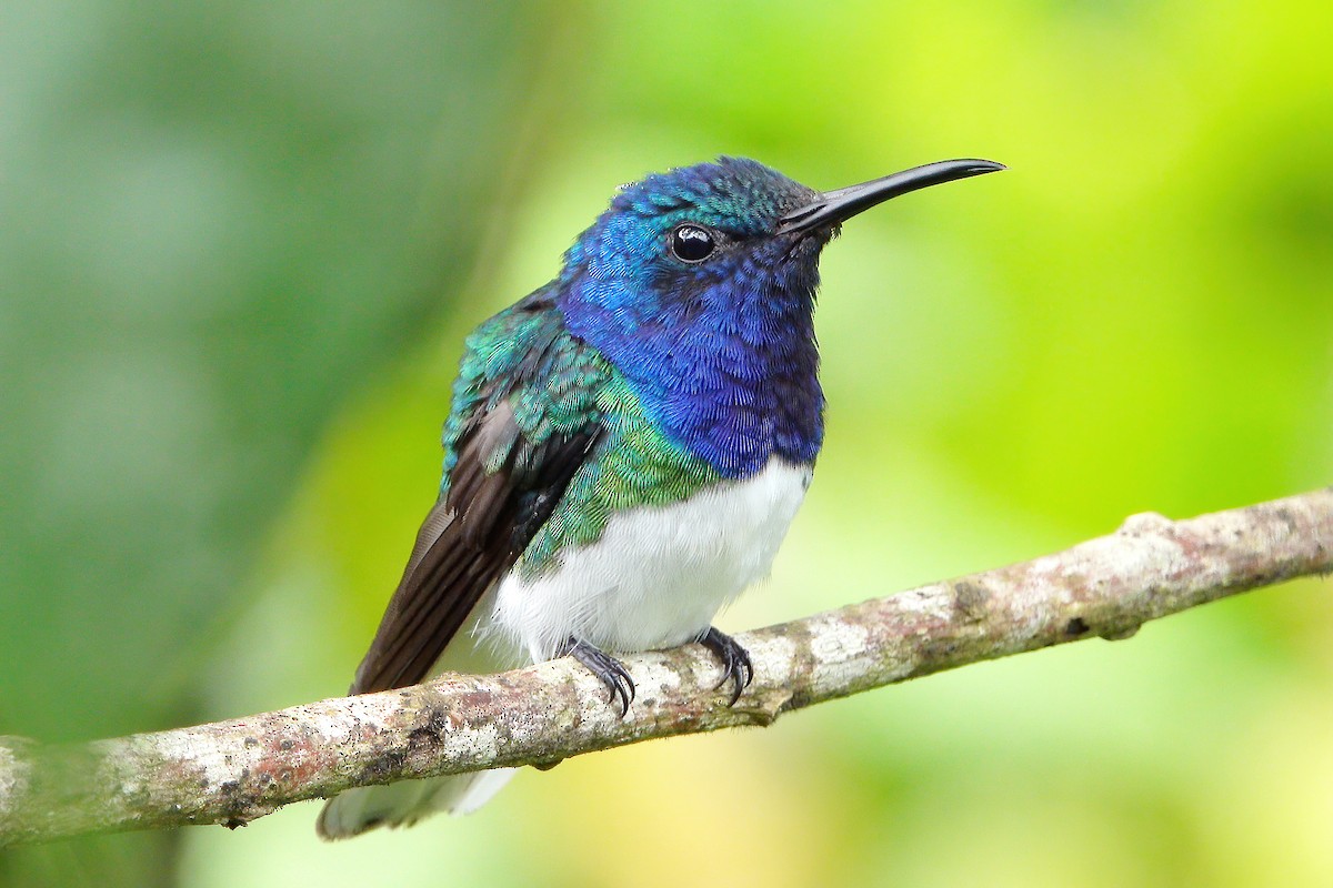 Colibrí Nuquiblanco - ML579150661