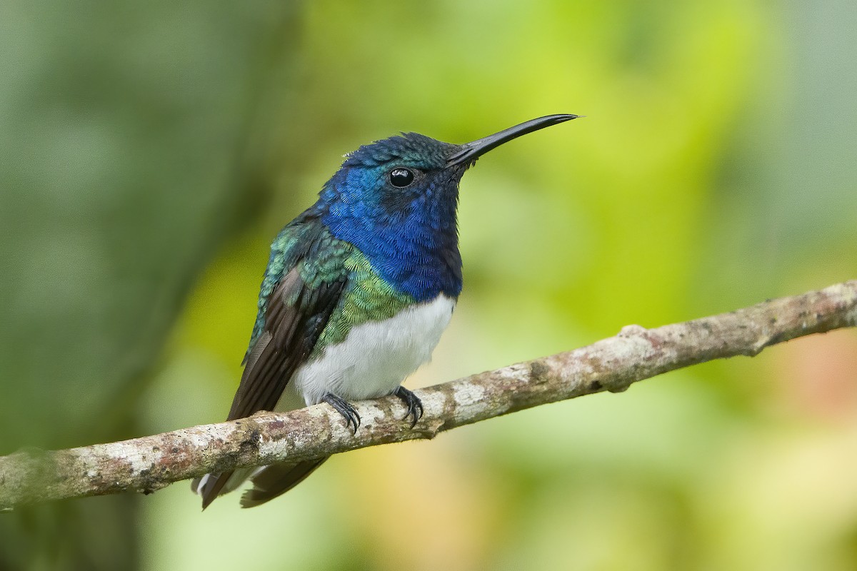 White-necked Jacobin - Graham Ella