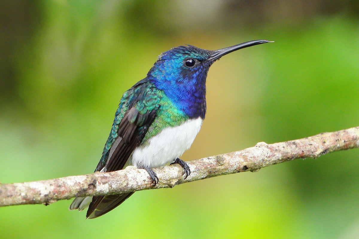 Colibrí Nuquiblanco - ML579150681