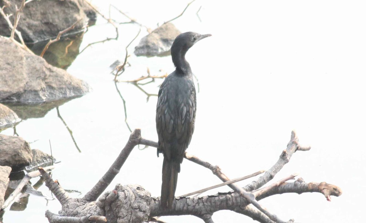 Little Cormorant - ML57915071