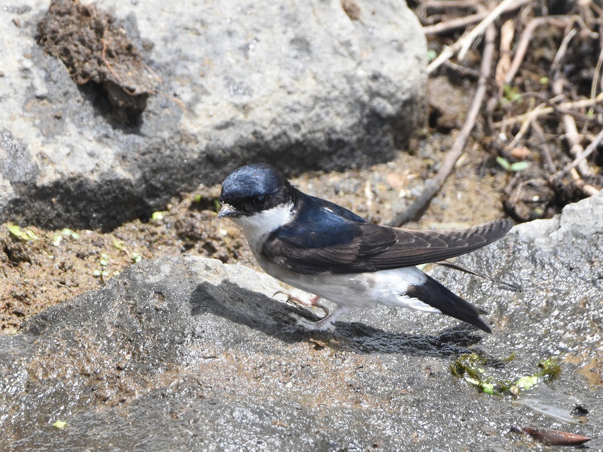 Asian House-Martin - ML579151081