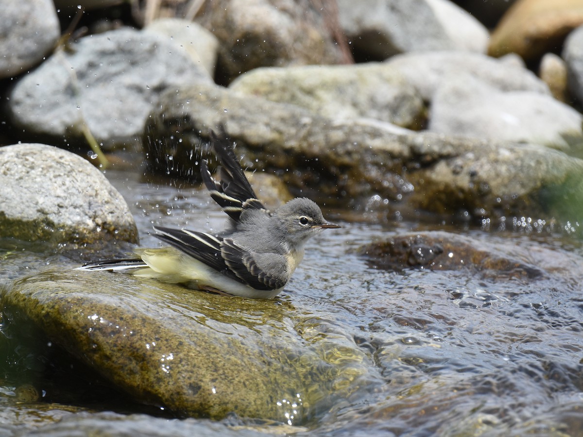 Gray Wagtail - Yojiro Nagai