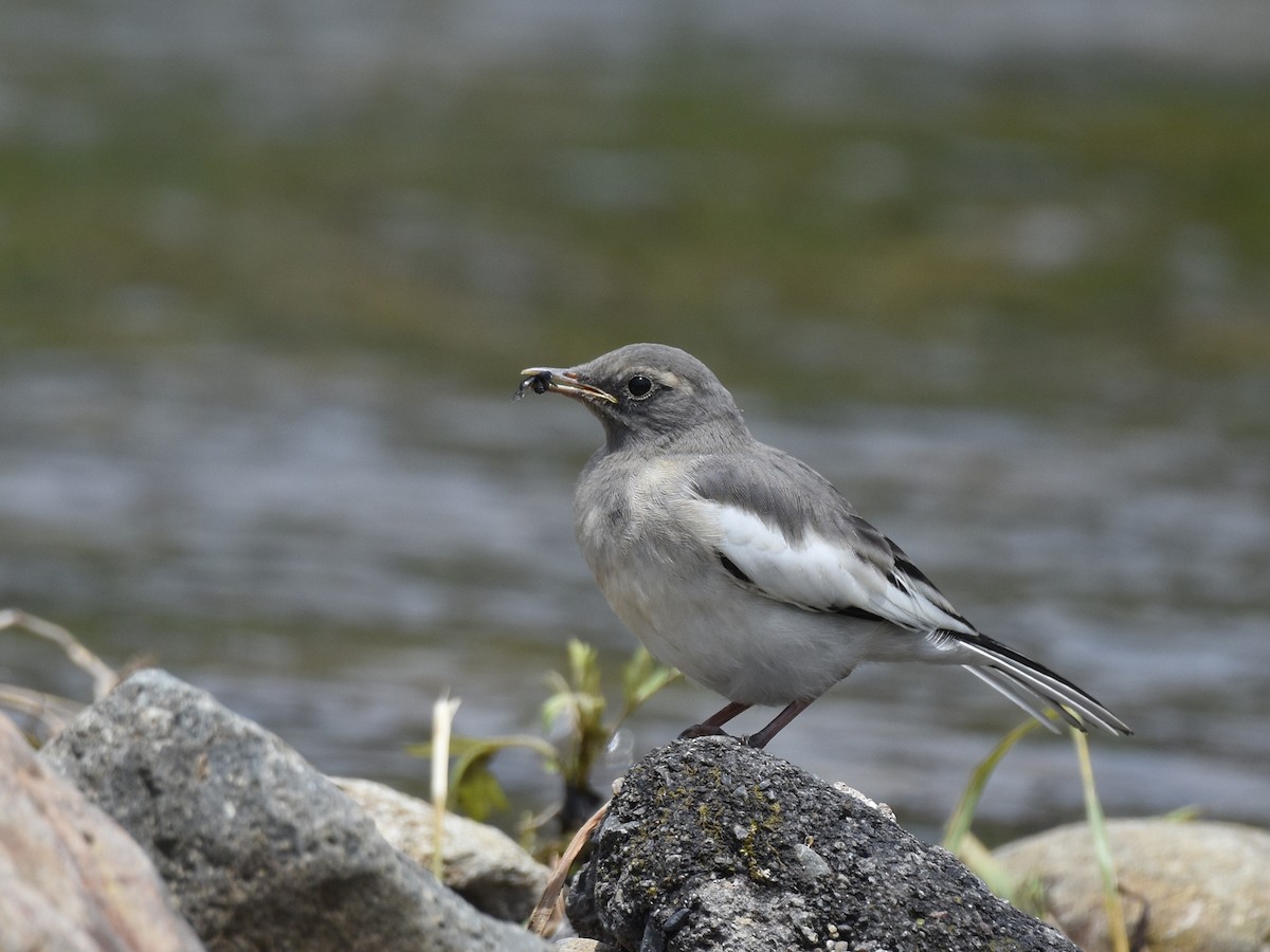 Japanese Wagtail - Yojiro Nagai