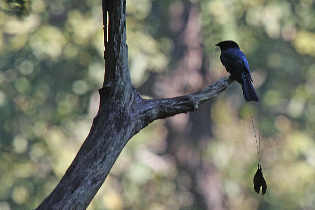 Lesser Racket-tailed Drongo - Stephen and Felicia Cook