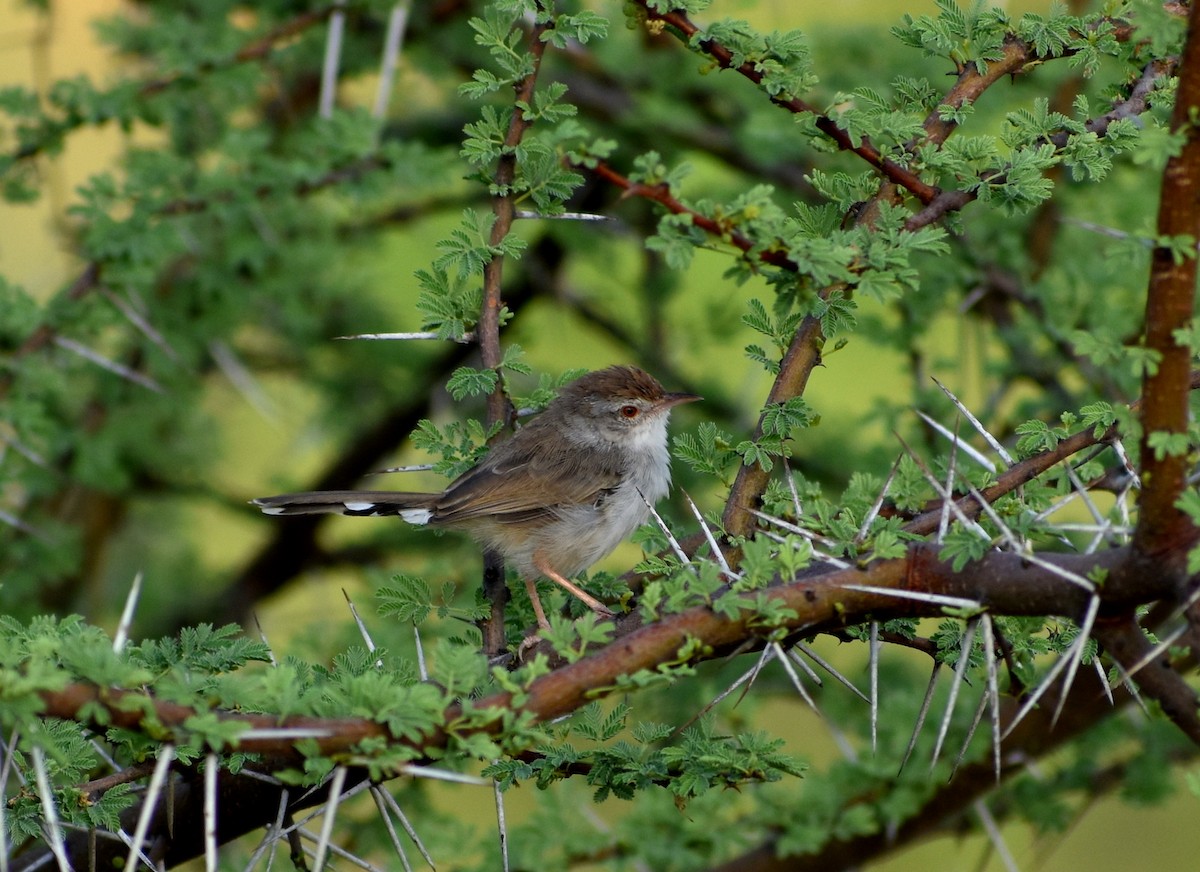 Rufous-fronted Prinia - Anonymous