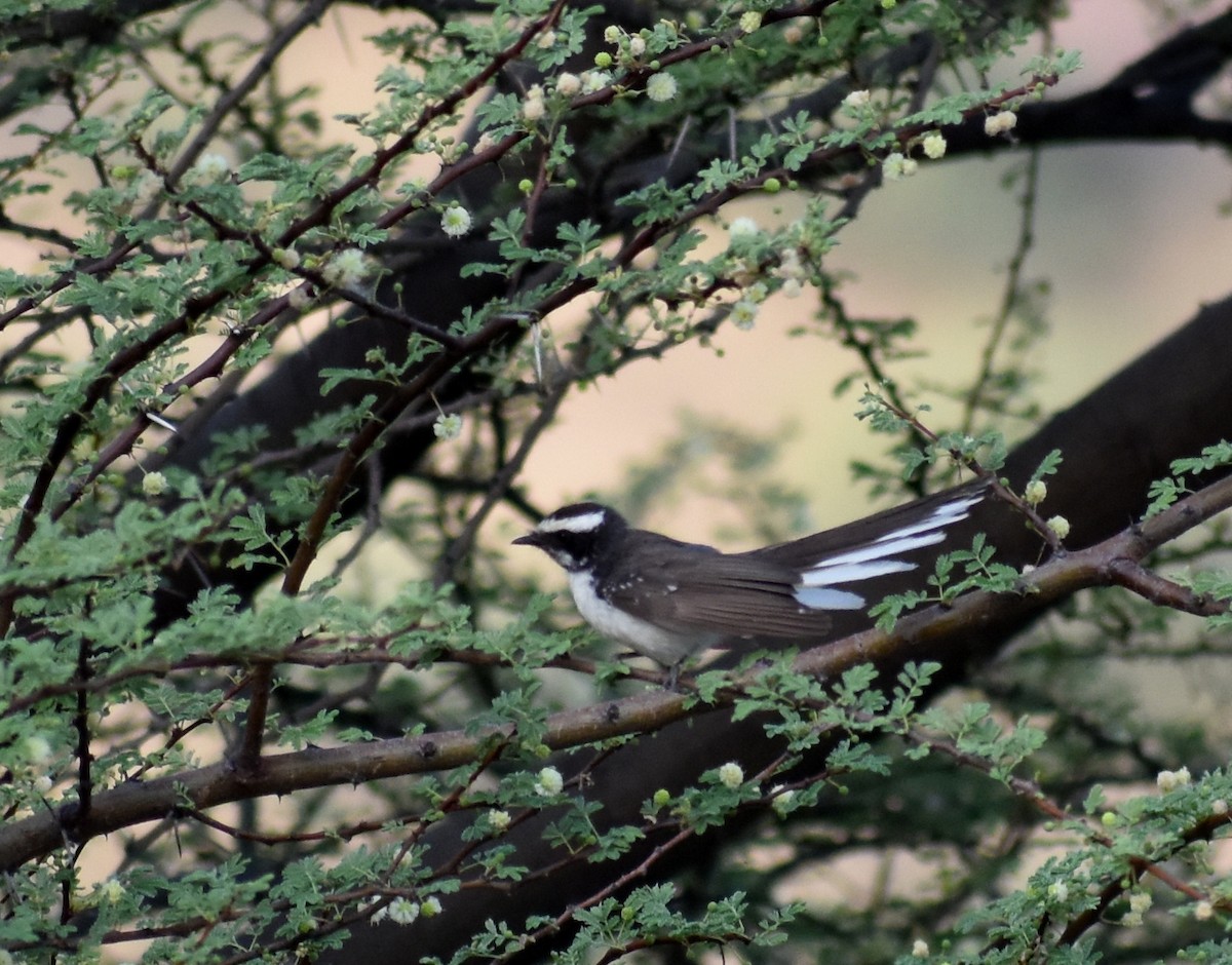 White-browed Fantail - ML579152511