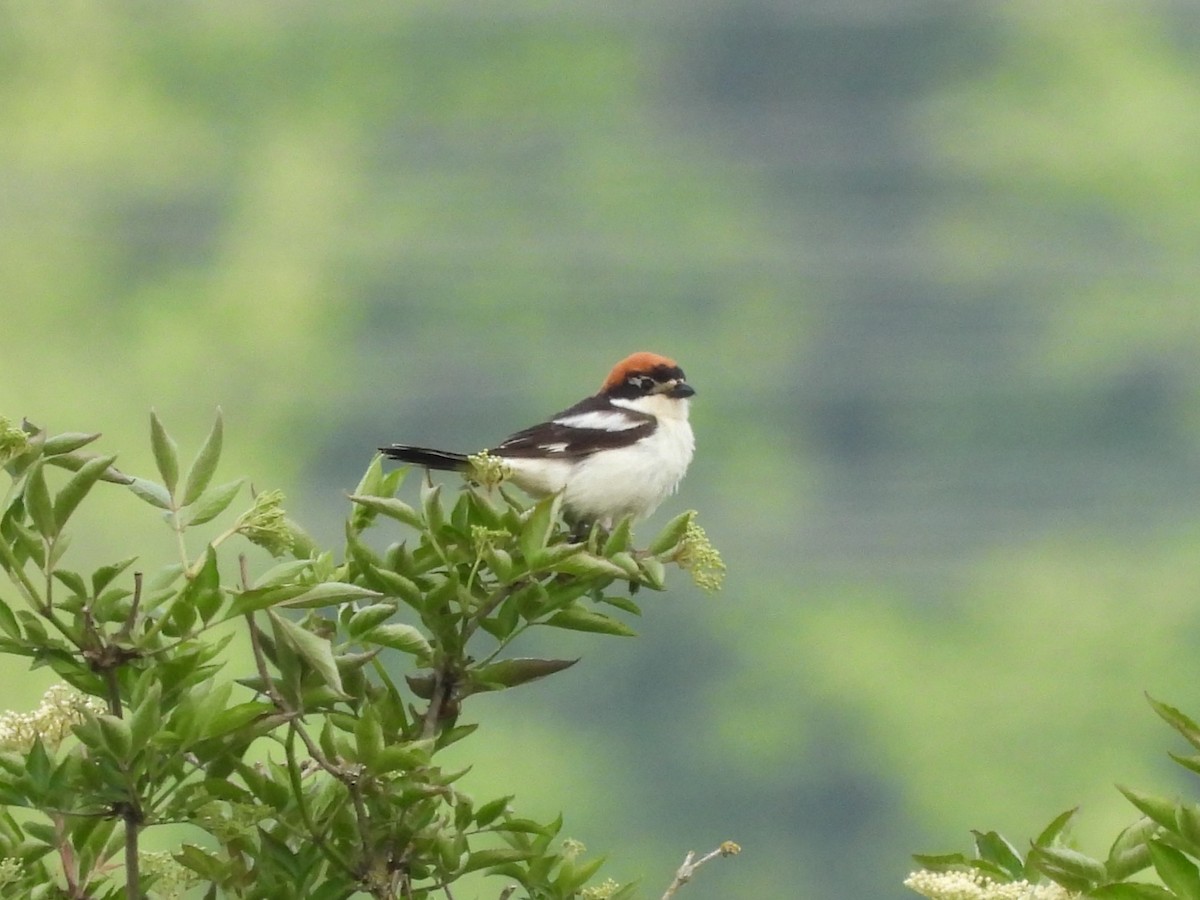 Woodchat Shrike - ML579154731