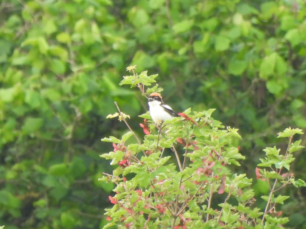 Woodchat Shrike - ML579154761