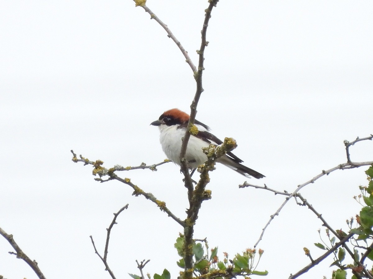 Woodchat Shrike - ML579154861