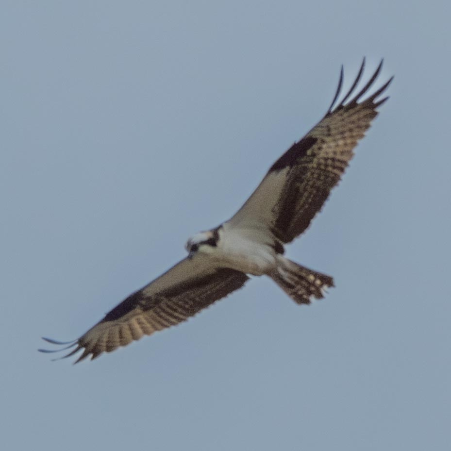 魚鷹 - ML579155131