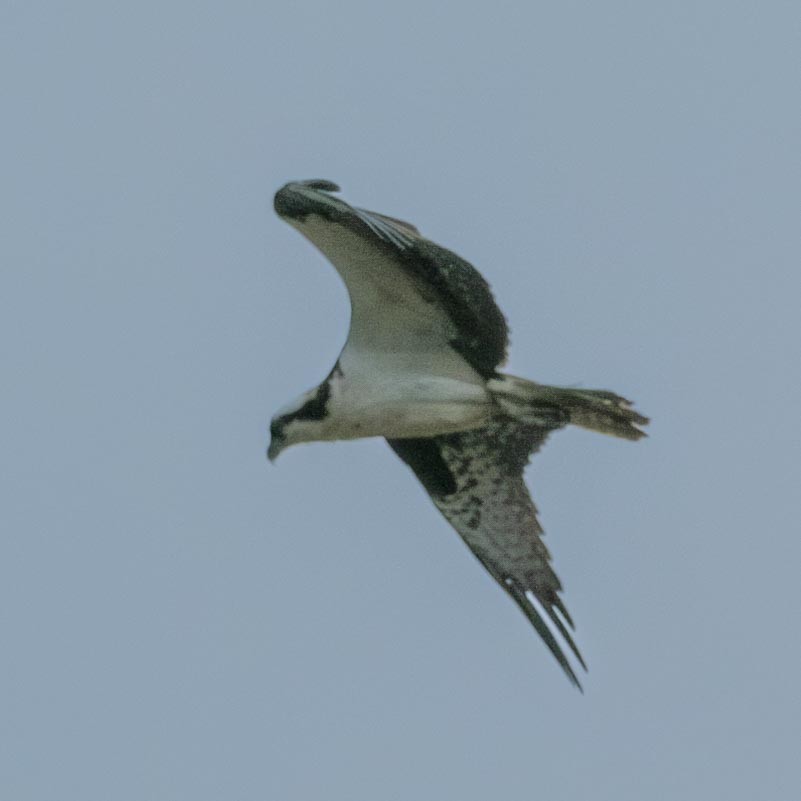 魚鷹 - ML579155141