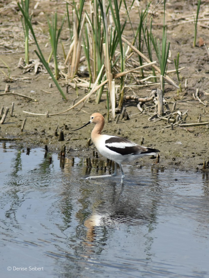 American Avocet - ML579155341
