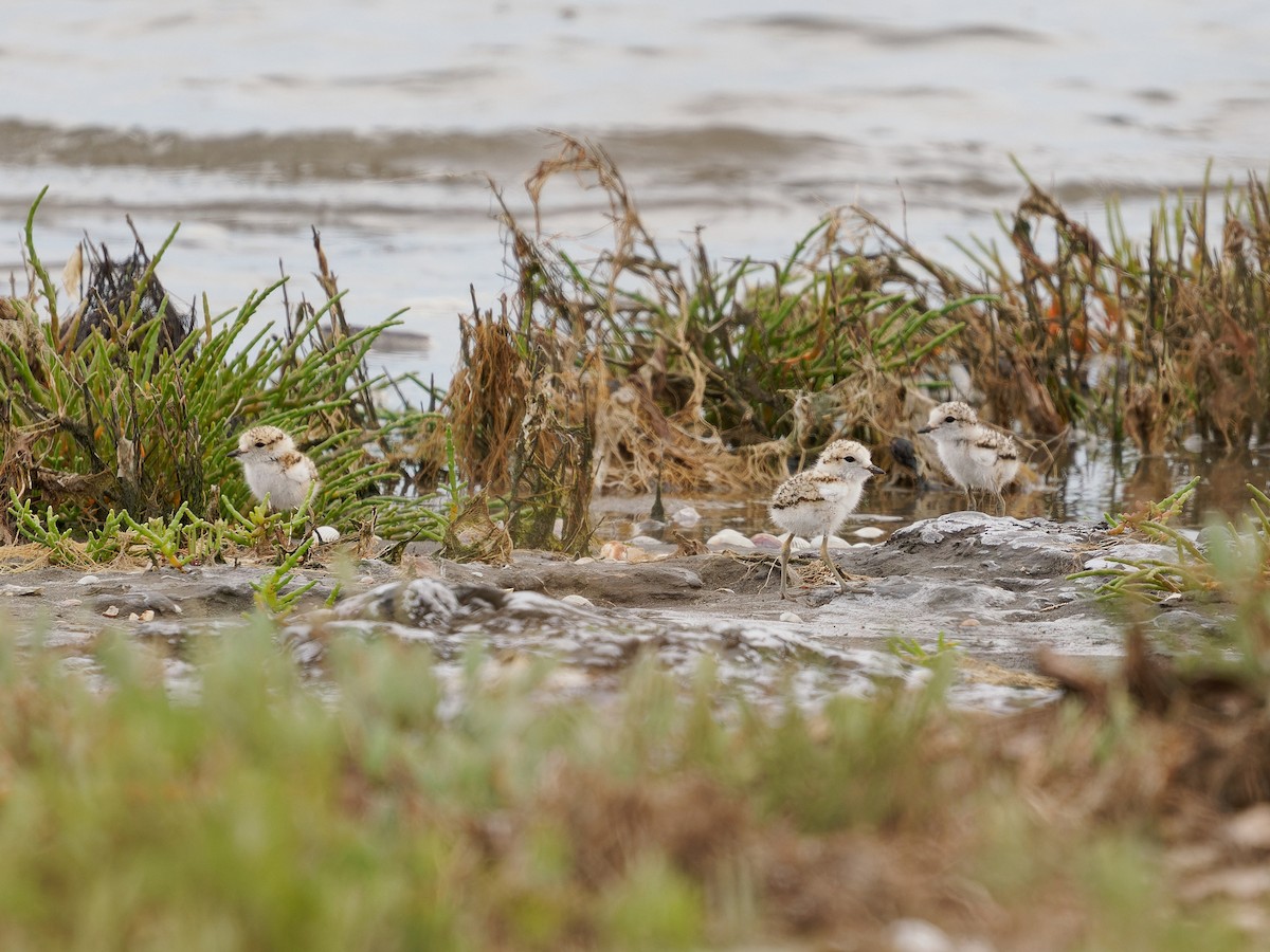 Kentish Plover - ML579155841