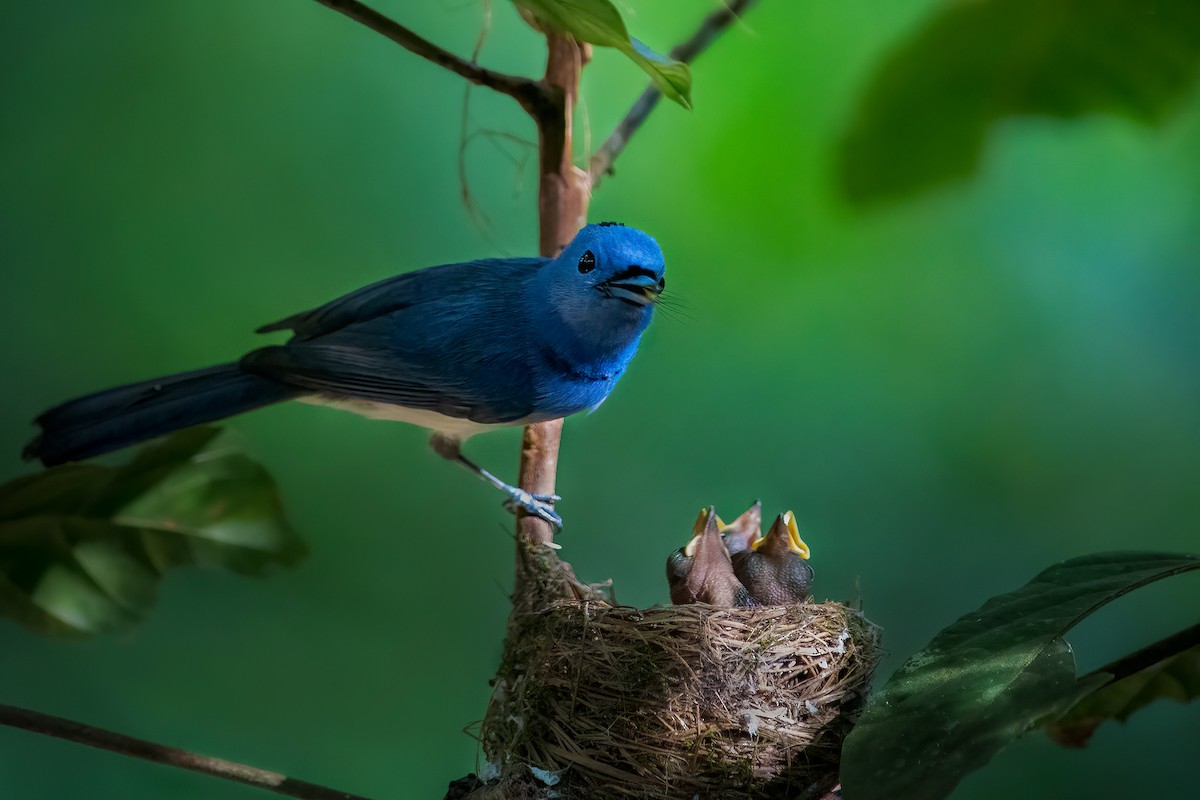 Black-naped Monarch - ML579155871