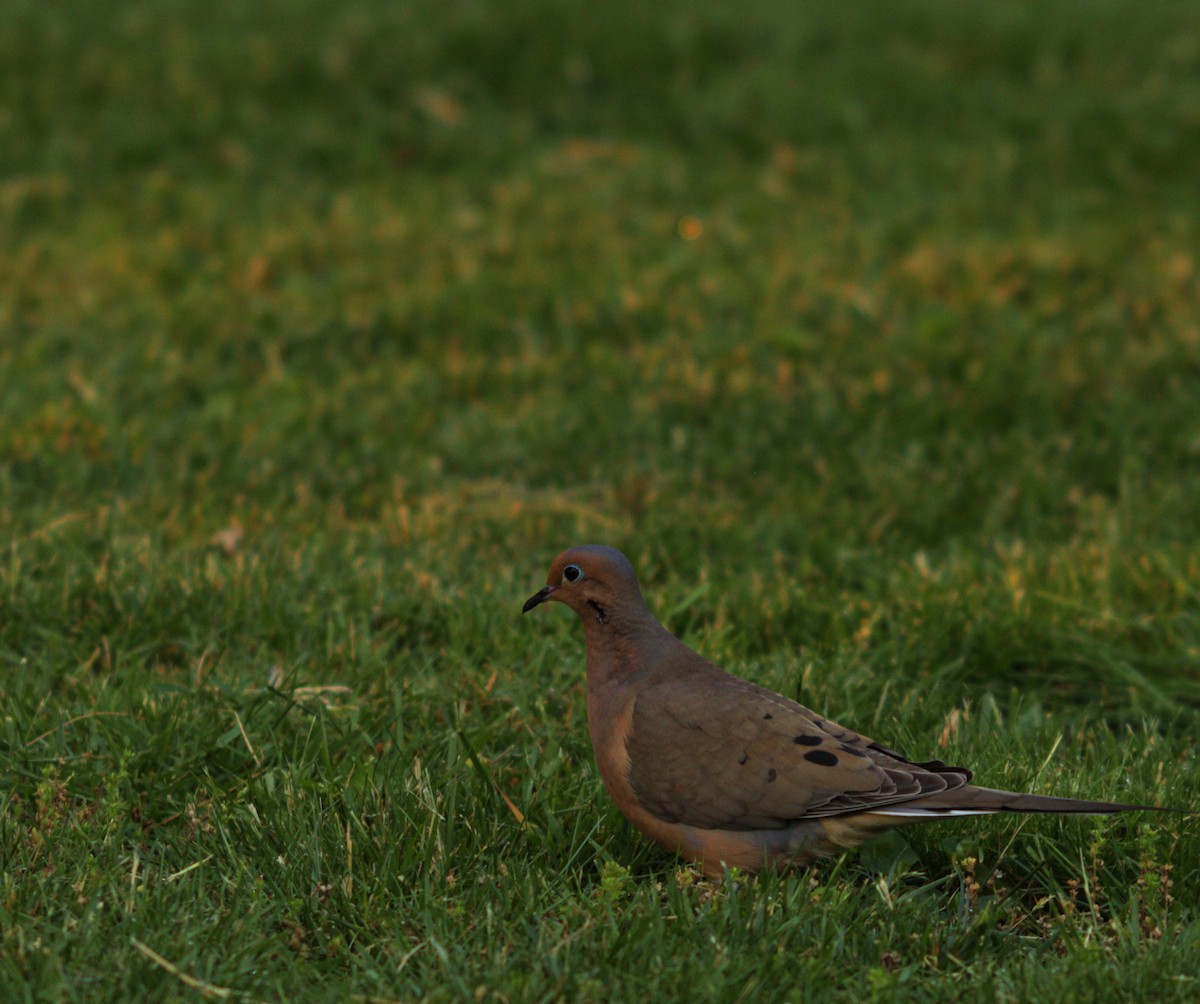 Mourning Dove - ML579156231