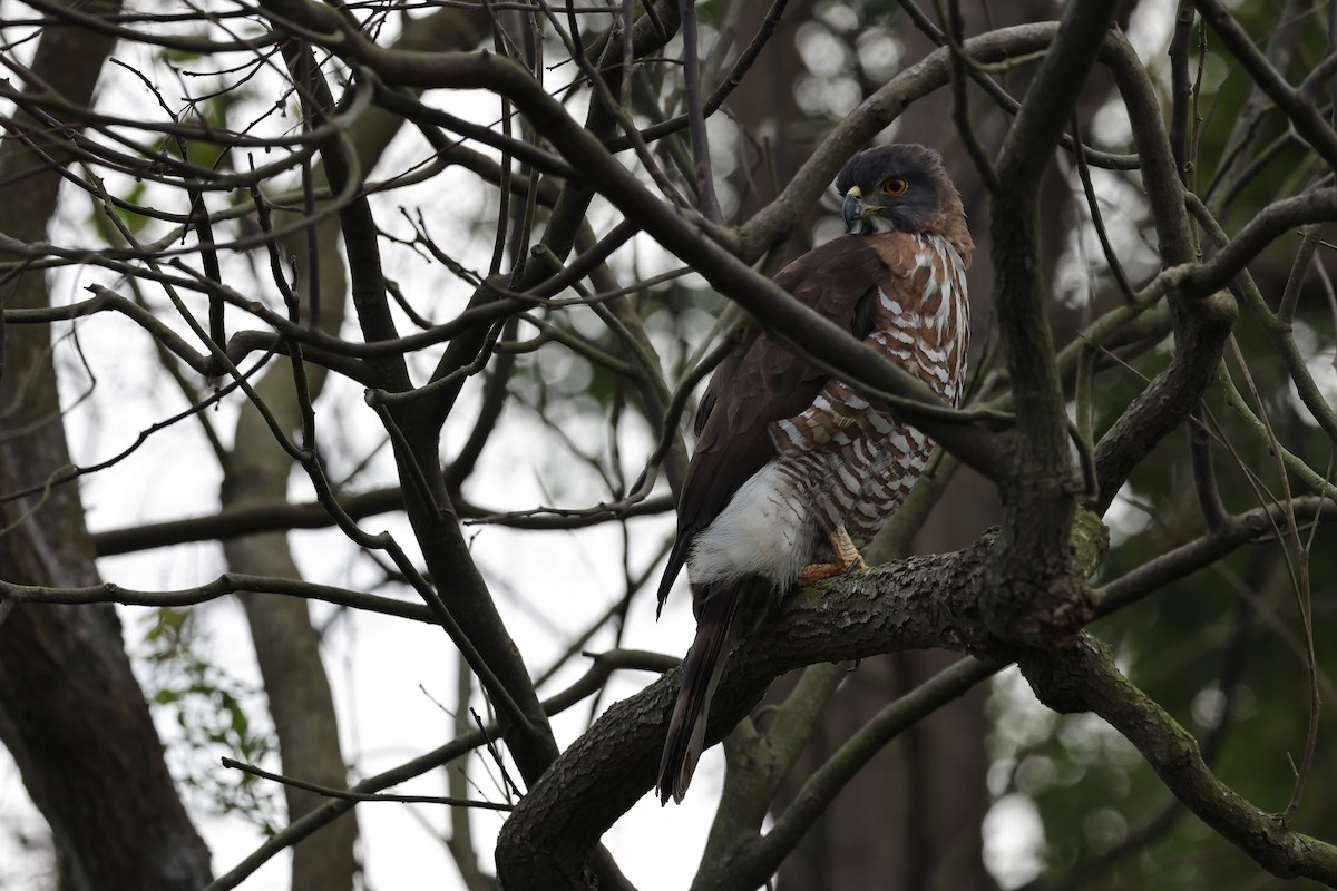 Crested Goshawk - ML579157021