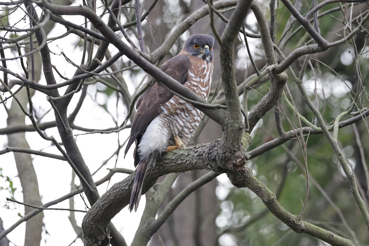 Crested Goshawk - ML579157031