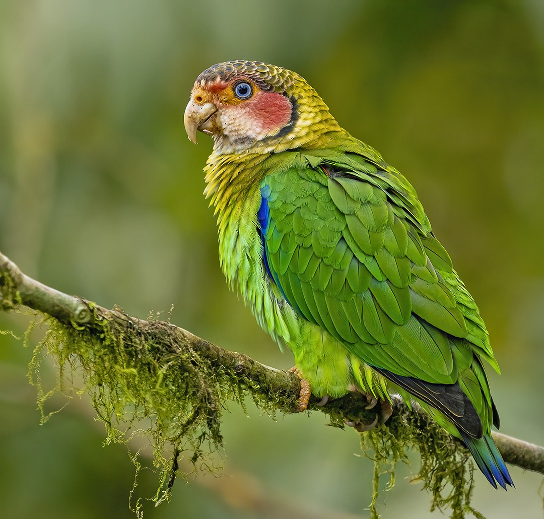 Rose-faced Parrot - ML579157671