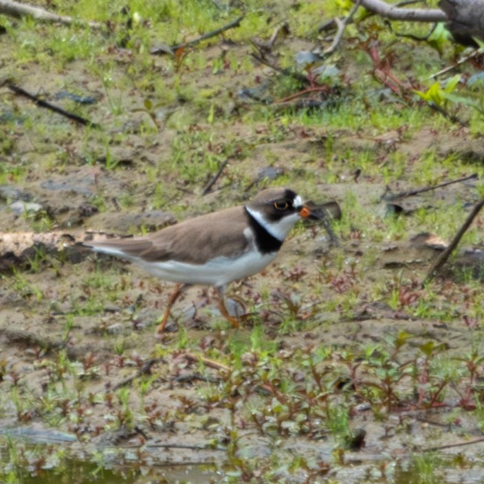 Semipalmated Plover - ML579157931