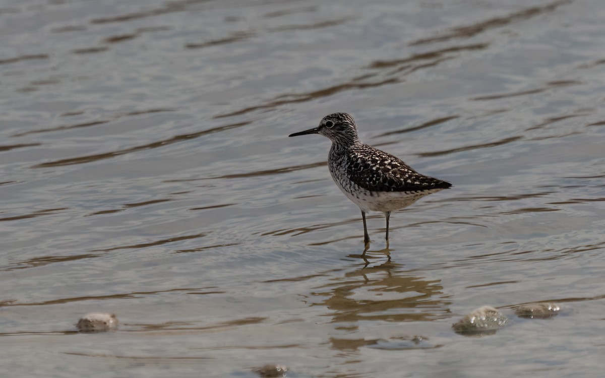 Bruchwasserläufer - ML579158171