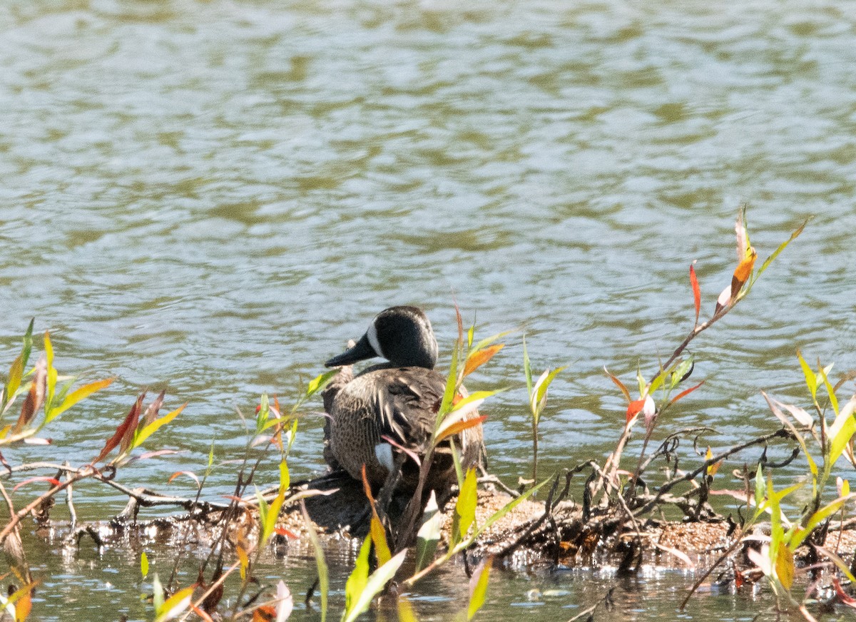 Blue-winged Teal - ML579159141