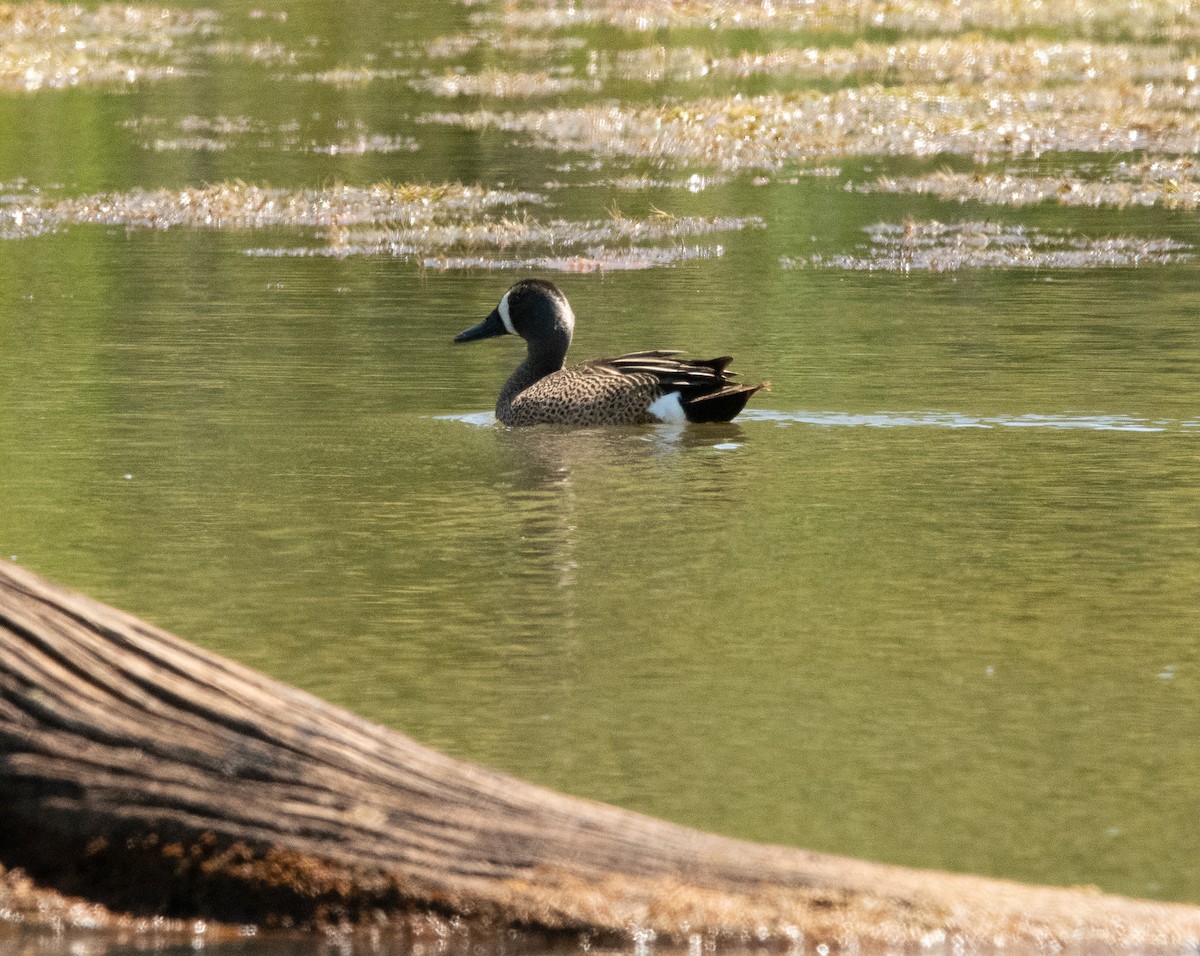 Blue-winged Teal - ML579159161