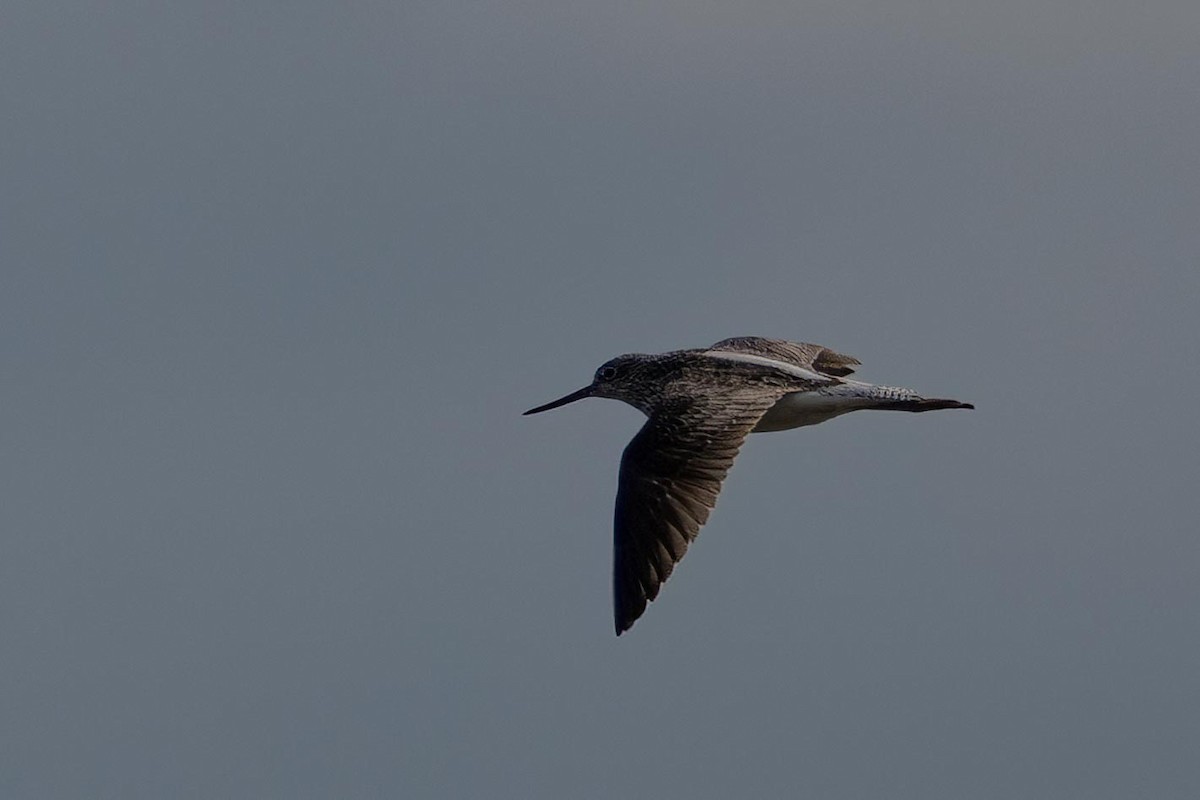 Common Greenshank - Holger Schneider