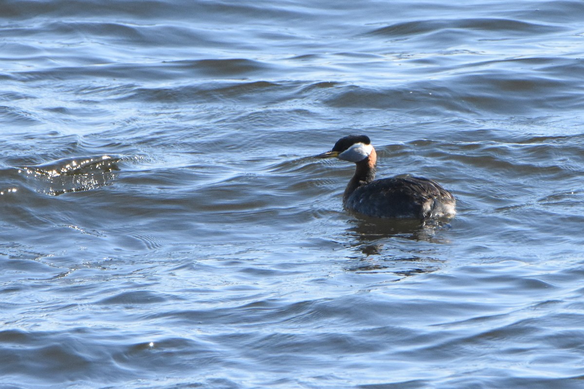 Red-necked Grebe - ML579160181