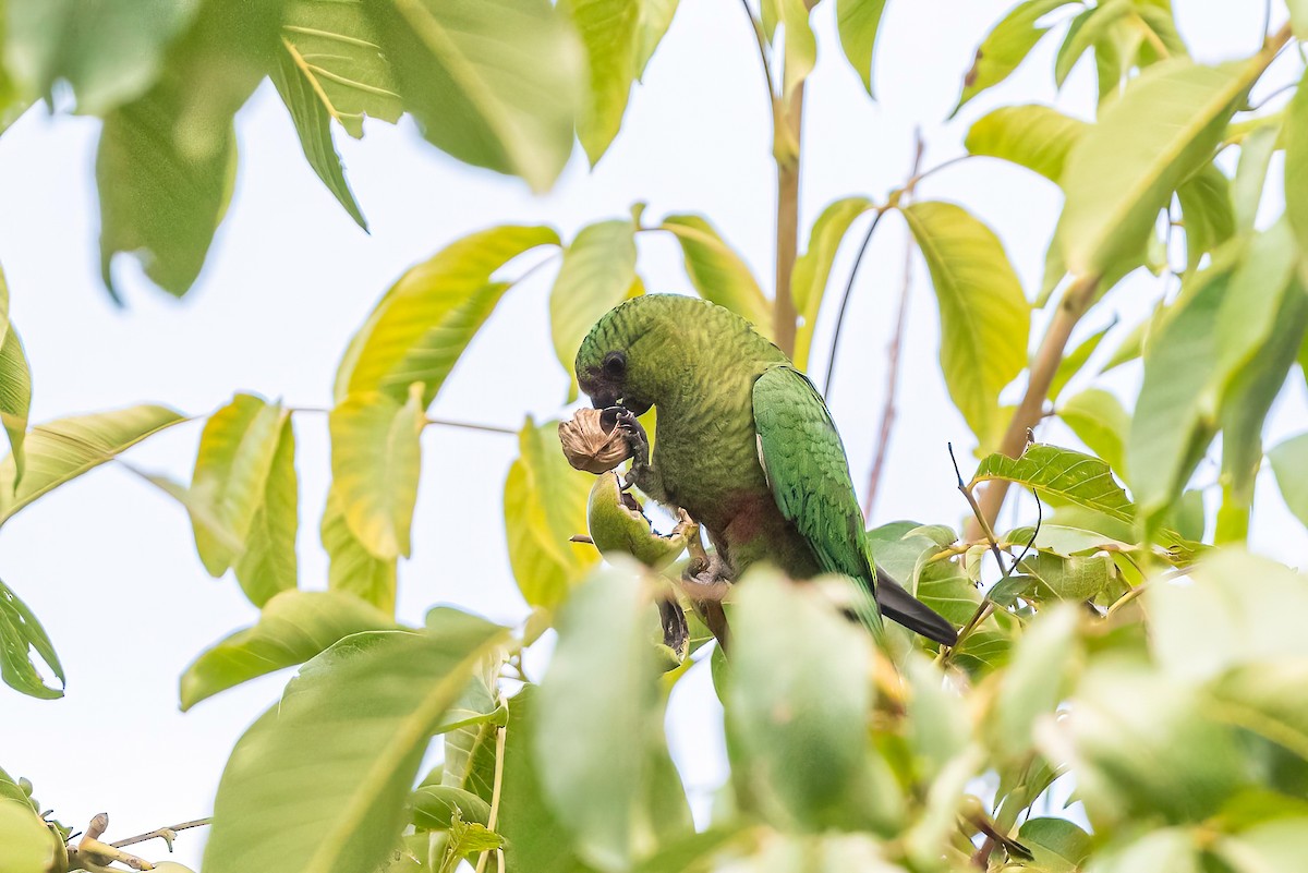 Austral Parakeet - Manuel Fernandez-Bermejo